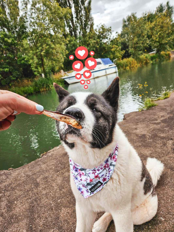 chien savourant un sprat croustillant Truffe Délice, friandise au poisson naturelle