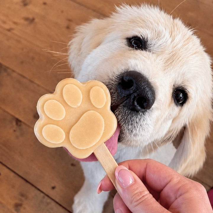 Coffret glaces - friandise_naturelle_pour_chien - TRUFFE DÉLICE