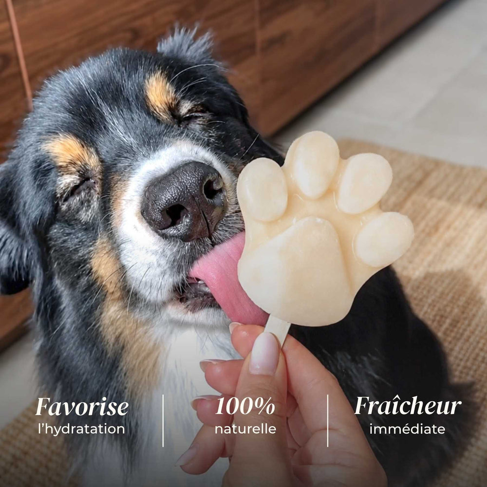 Coffret glaces - friandise_naturelle_pour_chien - TRUFFE DÉLICE