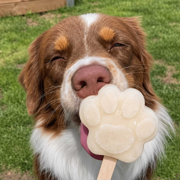 Coffret glaces - friandise_naturelle_pour_chien - TRUFFE DÉLICE