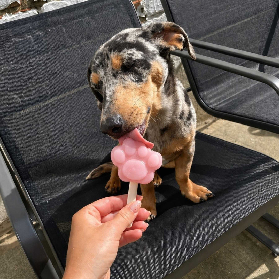 Coffret glaces - friandise_naturelle_pour_chien - TRUFFE DÉLICE
