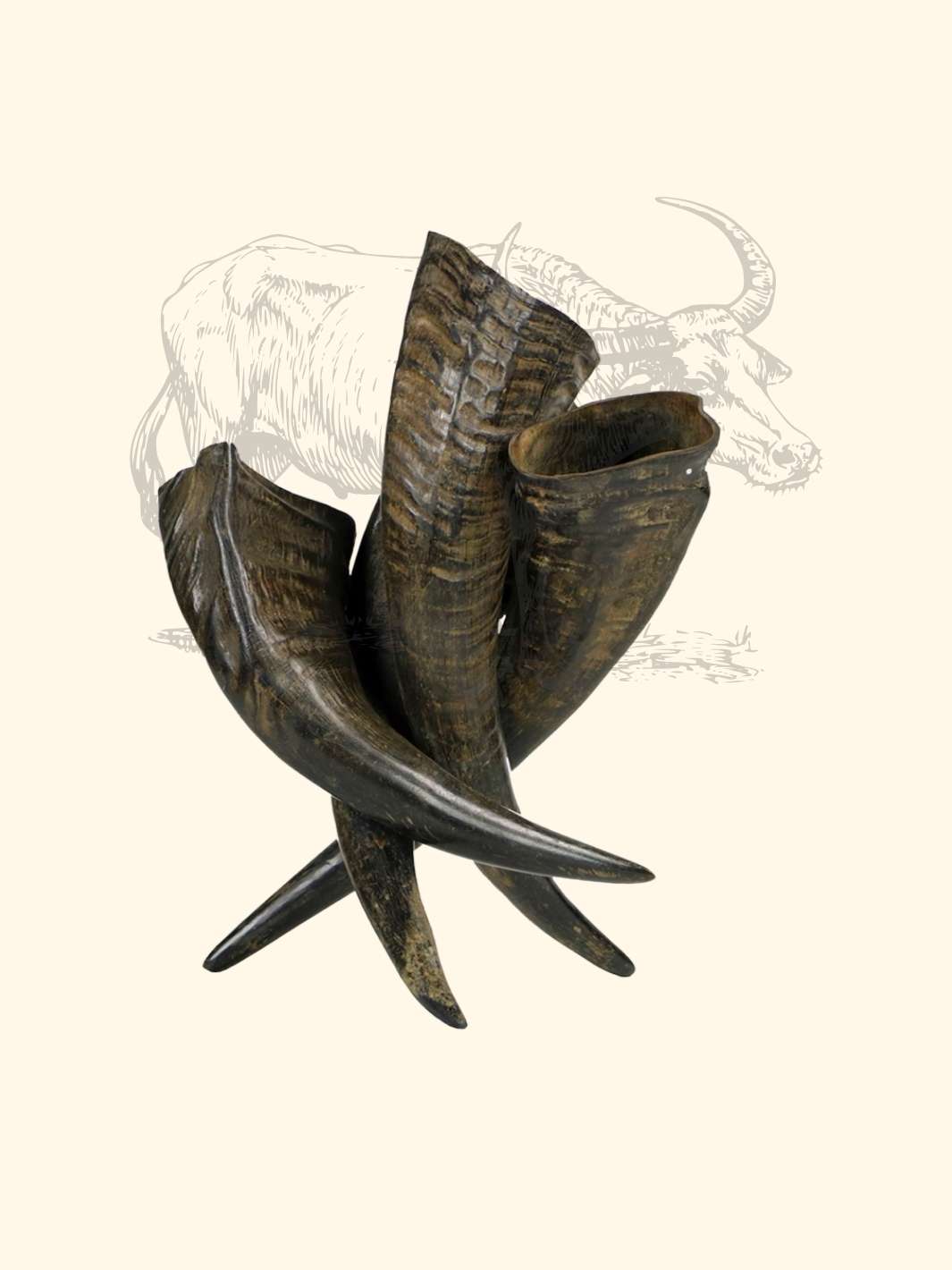 Corne de buffle - friandise_naturelle_pour_chien - TRUFFE DÉLICE