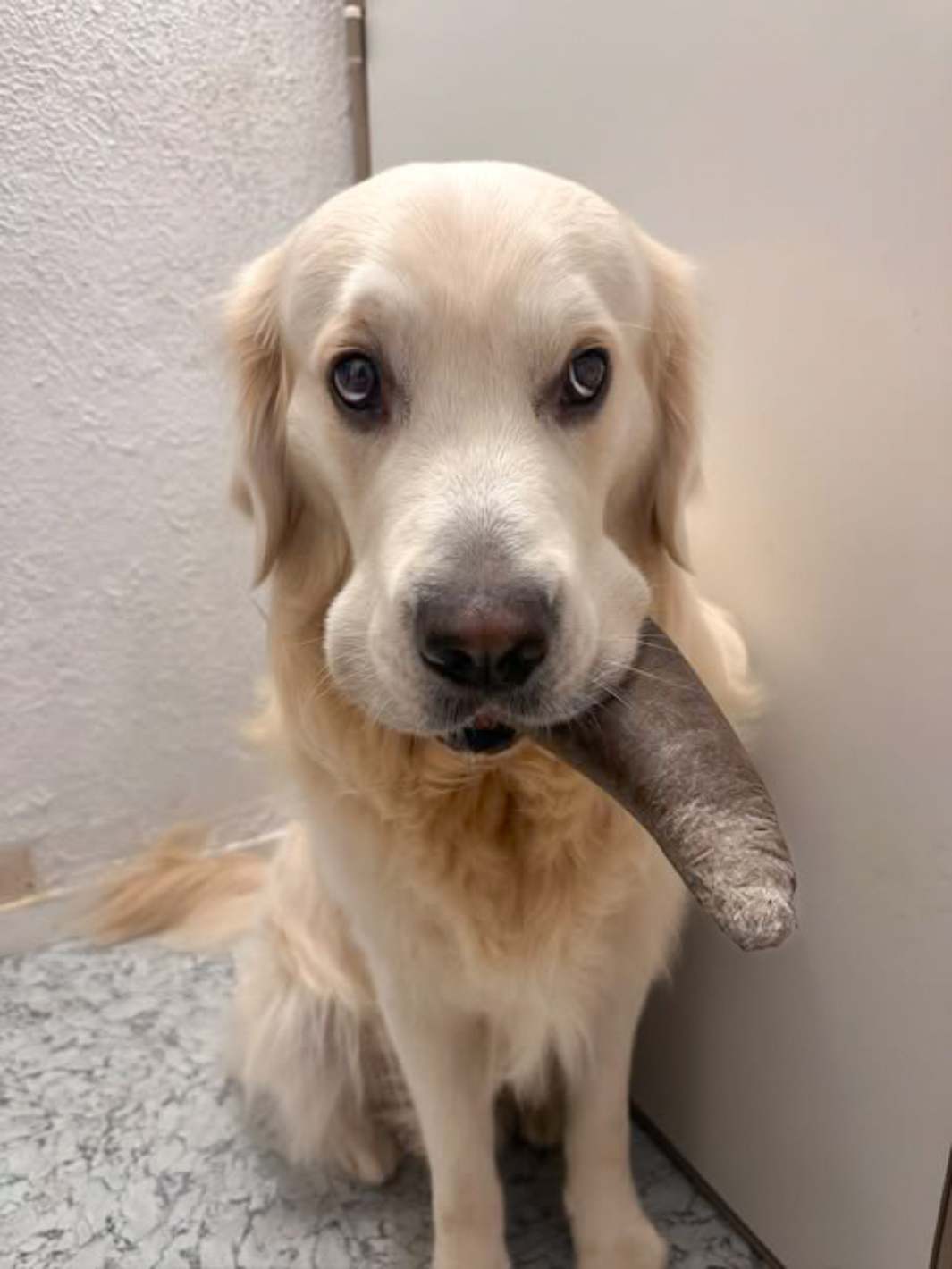 Corne de buffle - friandise_naturelle_pour_chien - TRUFFE DÉLICE