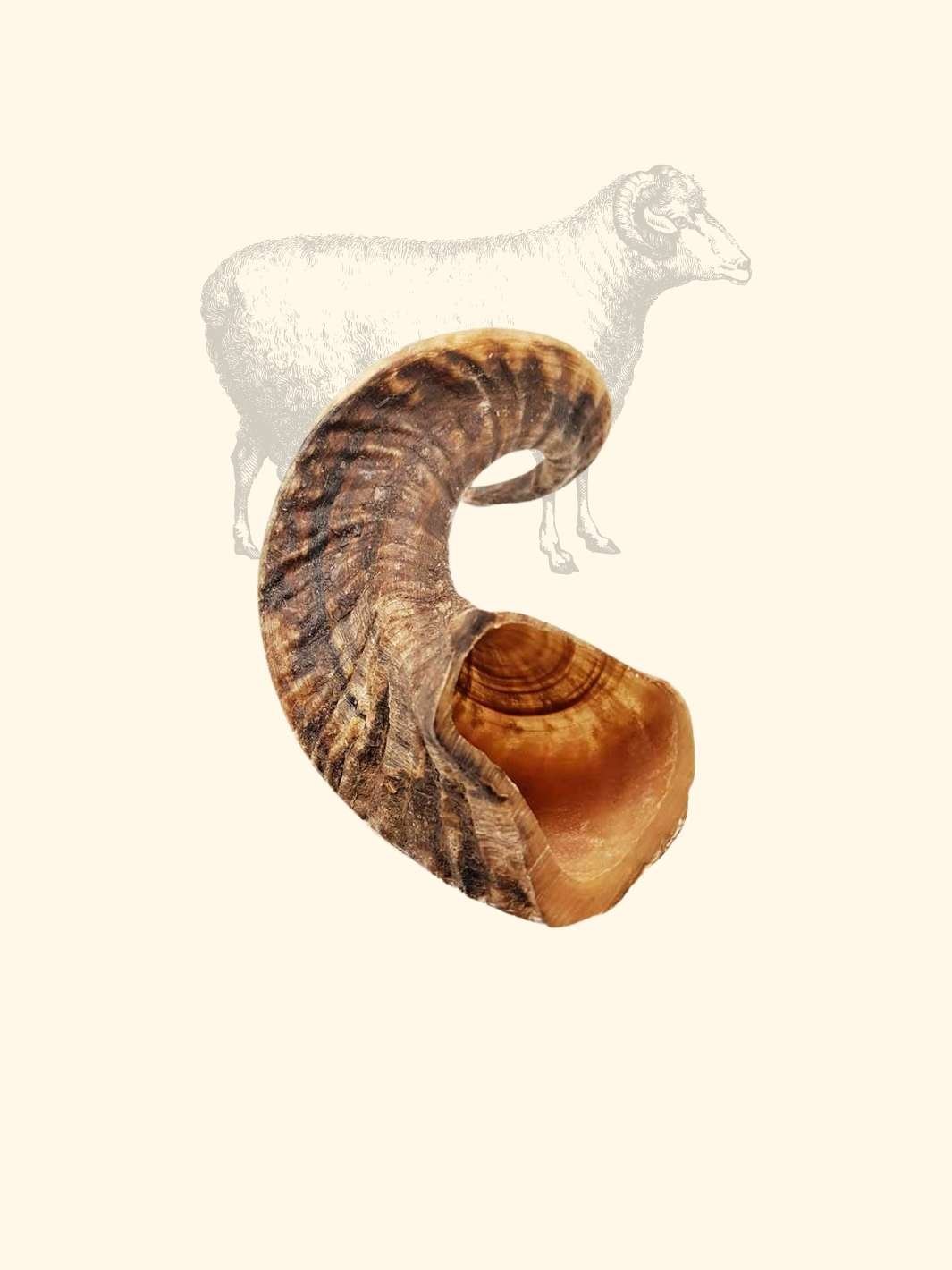Corne de mouton - friandise_naturelle_pour_chien - TRUFFE DÉLICE
