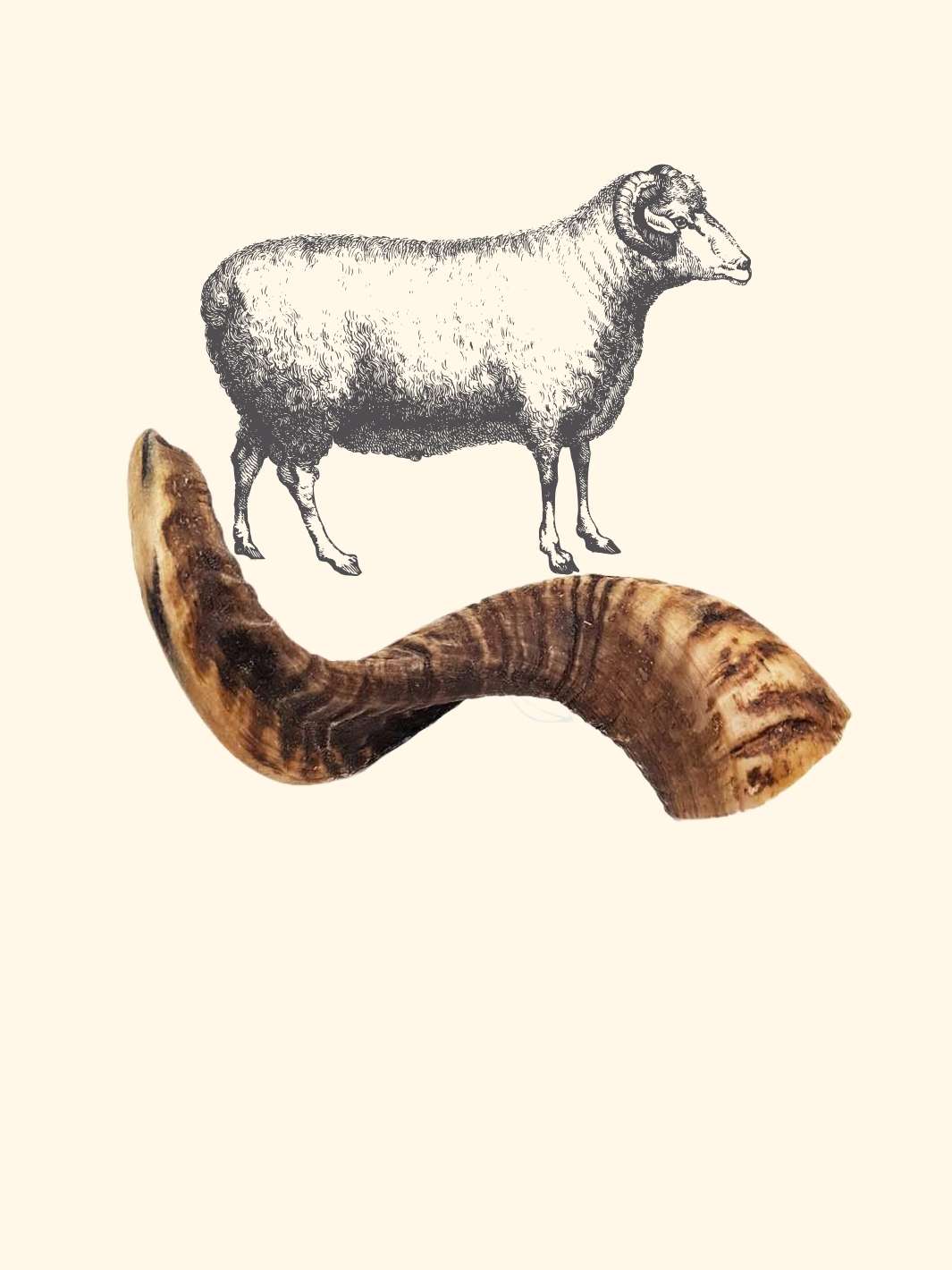 Corne de mouton - friandise_naturelle_pour_chien - TRUFFE DÉLICE