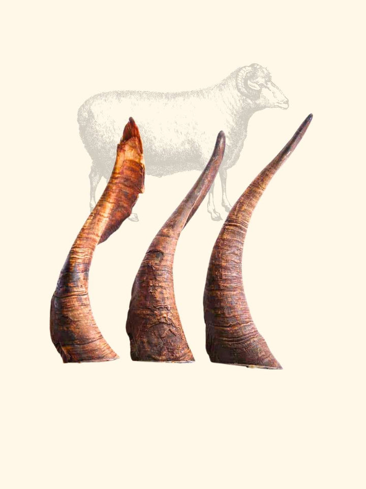 Corne de mouton - friandise_naturelle_pour_chien - TRUFFE DÉLICE