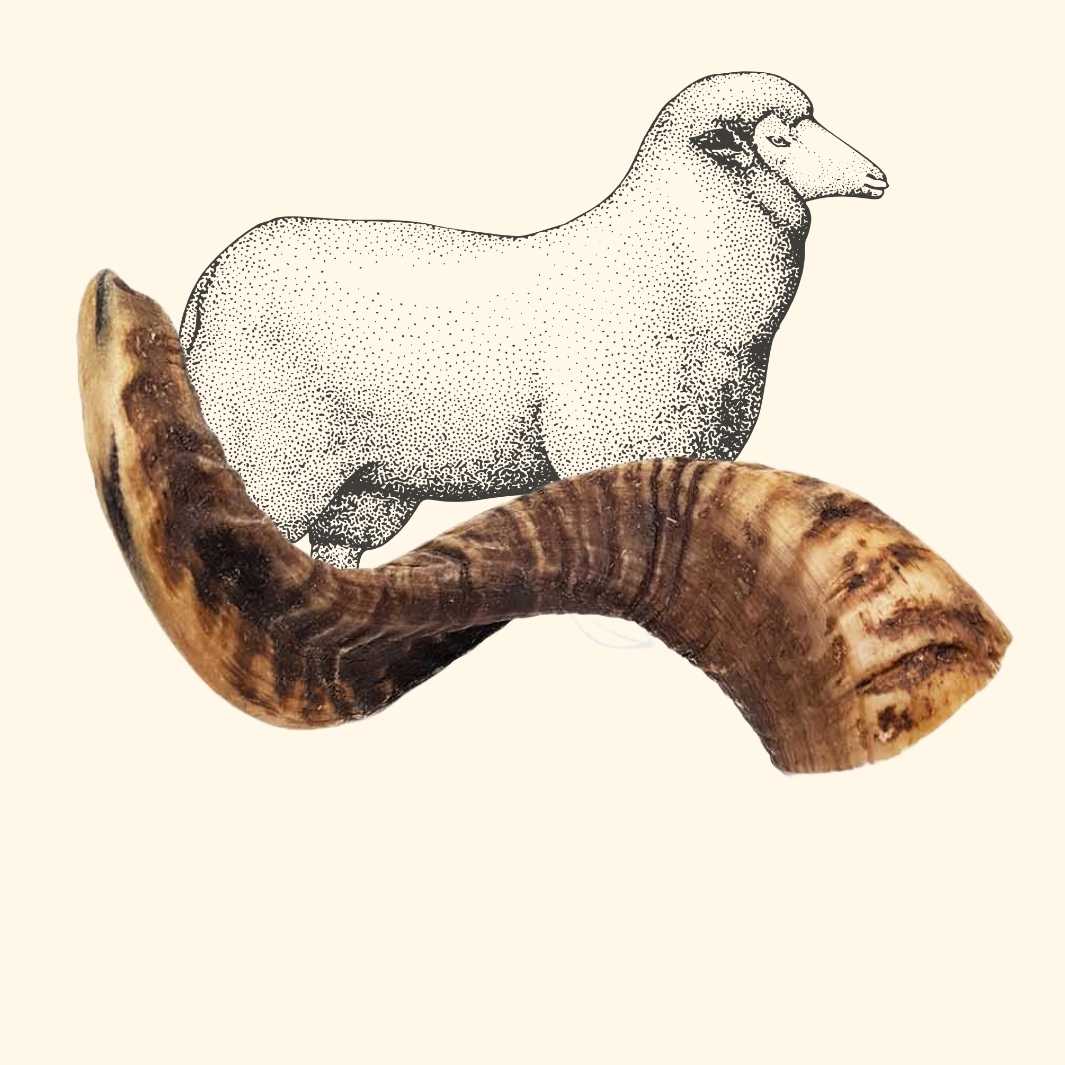 Corne de mouton - friandise_naturelle_pour_chien - TRUFFE DÉLICE