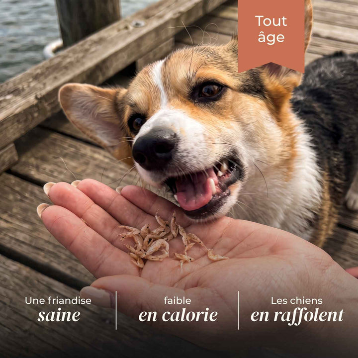 Crevettes chien - friandise_naturelle_pour_chien - TRUFFE DÉLICE