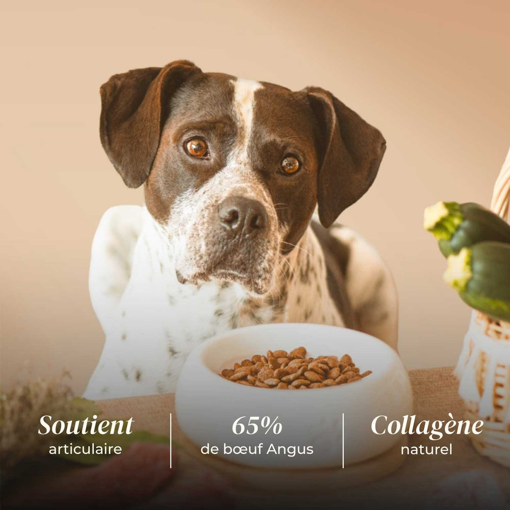 Croquettes chien adulte - Bœuf Angus - friandise_naturelle_pour_chien - TRUFFE DÉLICE