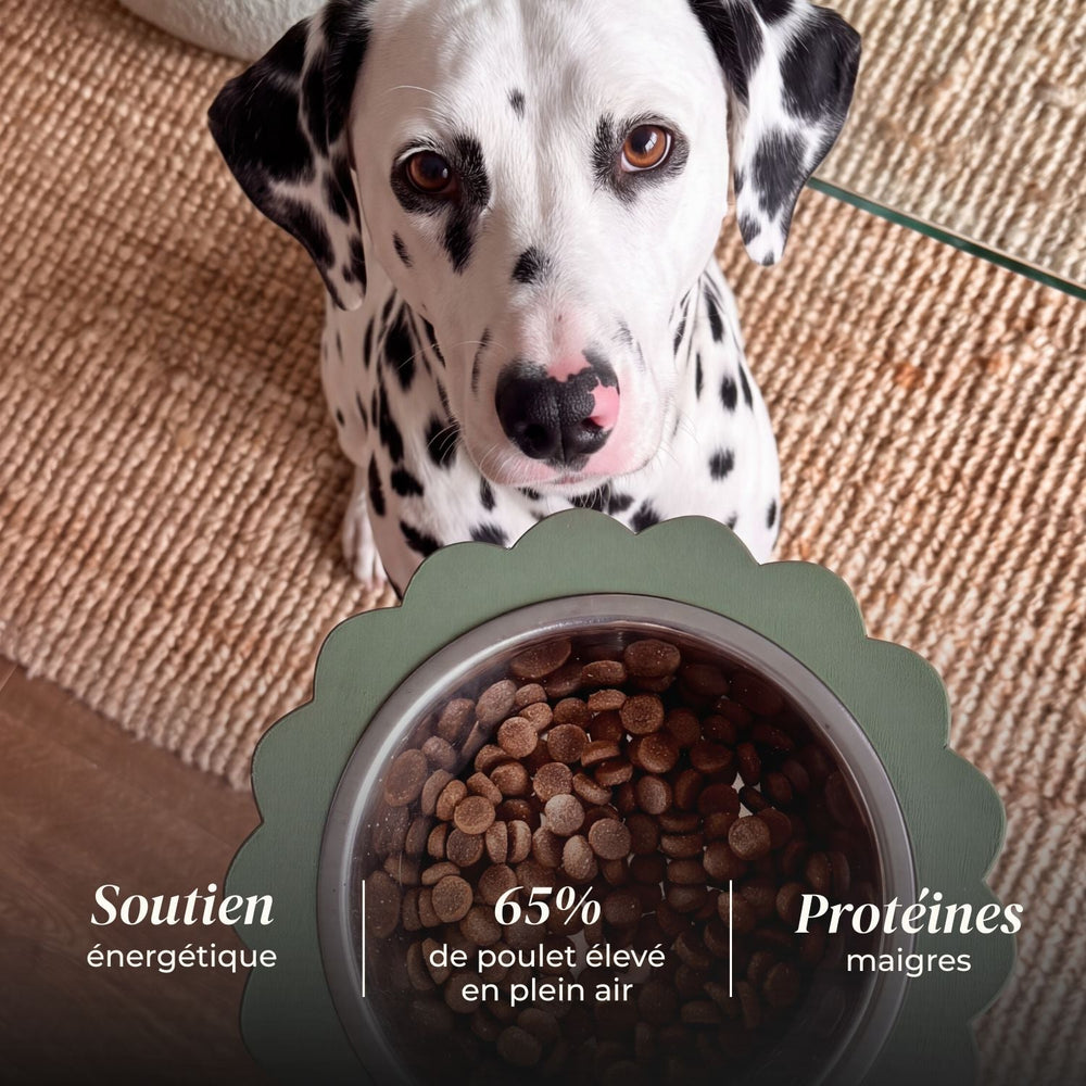 Croquettes chien adulte - Poulet élevé en plein air - friandise_naturelle_pour_chien - TRUFFE DÉLICE