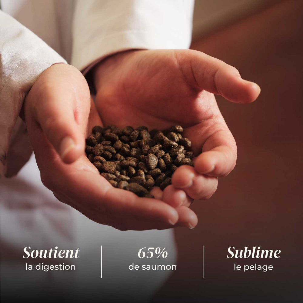 Croquettes chien adulte - Saumon d'Écosse - friandise_naturelle_pour_chien - TRUFFE DÉLICE