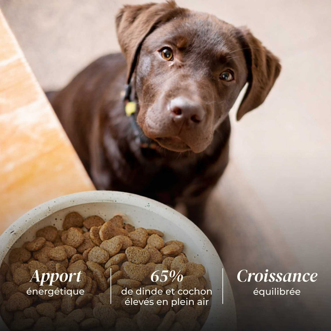 Croquettes chiot - Dinde & Cochon élevés en plein air - friandise_naturelle_pour_chien - TRUFFE DÉLICE