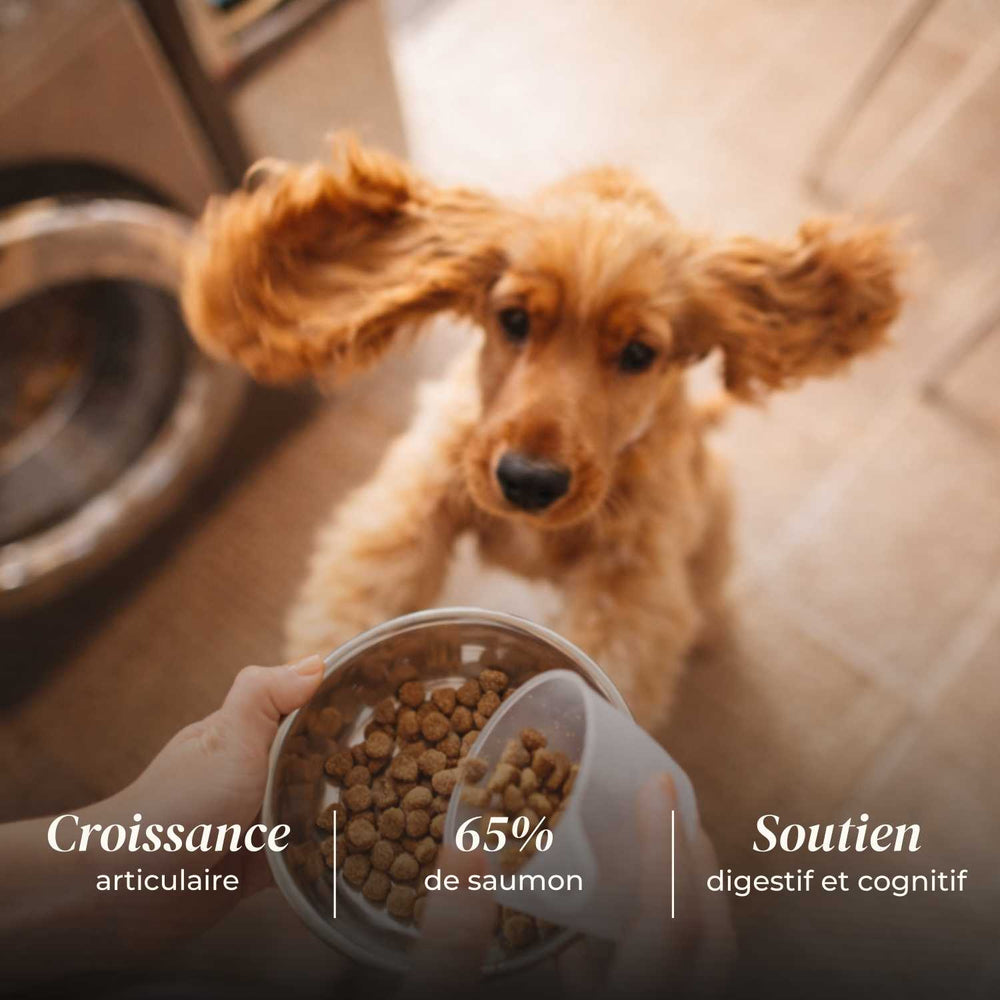 Croquettes chiot - Saumon d'Écosse - friandise_naturelle_pour_chien - TRUFFE DÉLICE