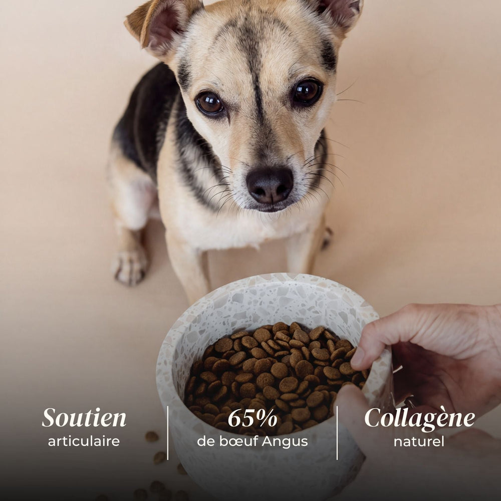 Croquettes petit chien adulte - Bœuf Angus - friandise_naturelle_pour_chien - TRUFFE DÉLICE