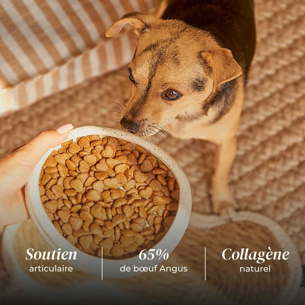 Croquettes petit chien adulte - Bœuf Angus - friandise_naturelle_pour_chien - TRUFFE DÉLICE