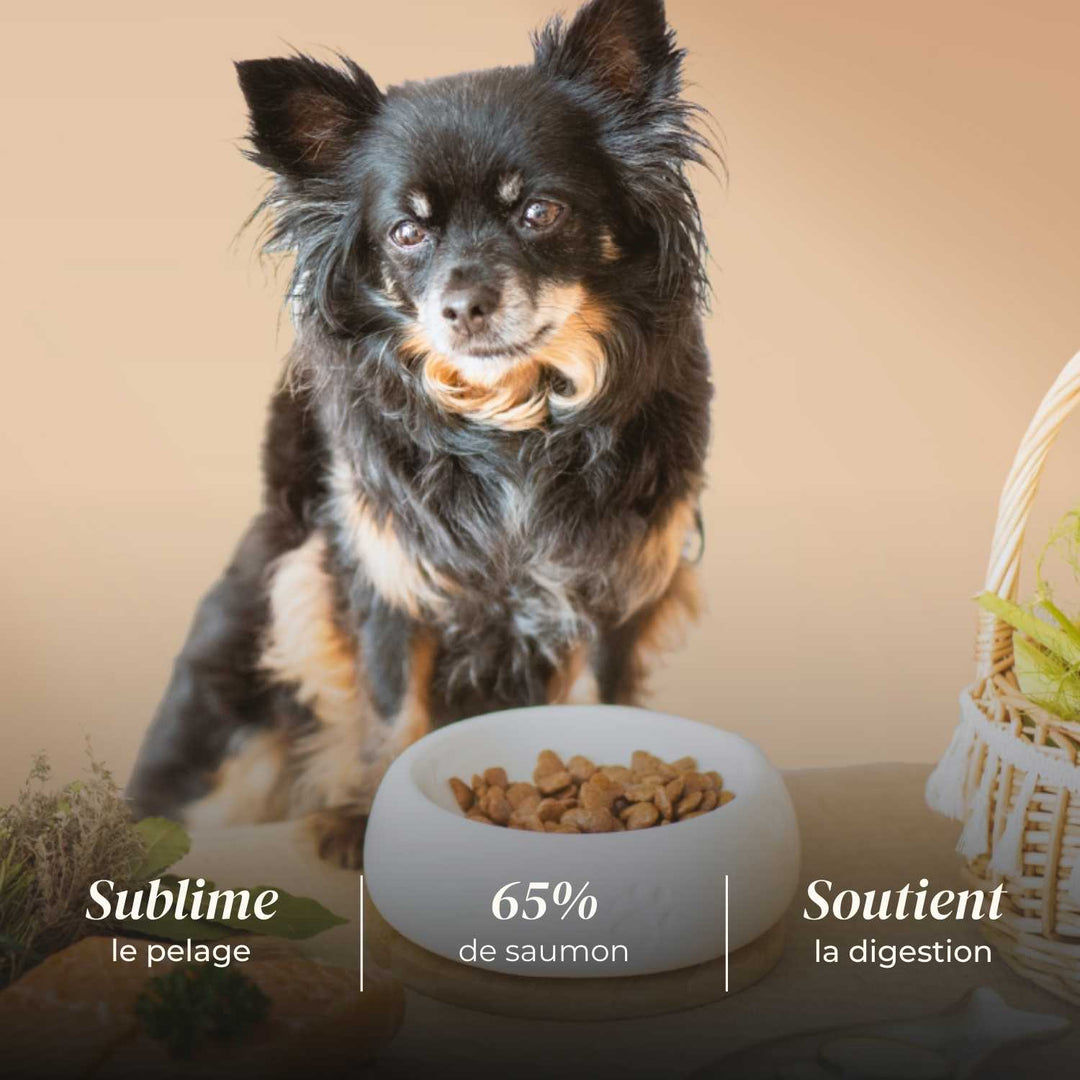 Croquettes petit chien adulte - Saumon d'Écosse - friandise_naturelle_pour_chien - TRUFFE DÉLICE