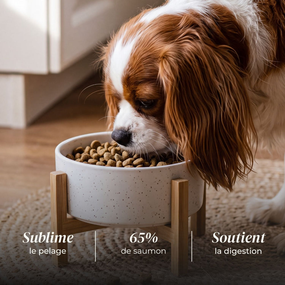 Croquettes petit chien adulte - Saumon d'Écosse - friandise_naturelle_pour_chien - TRUFFE DÉLICE