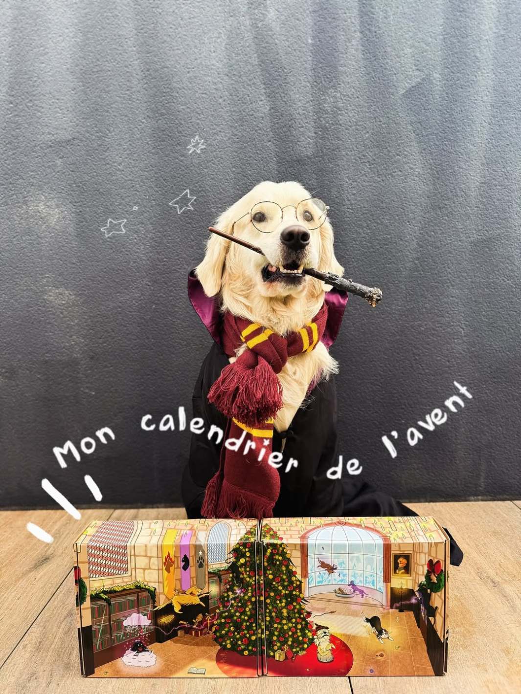 Duo Magique 🪄 - friandise_naturelle_pour_chien - TRUFFE DÉLICE