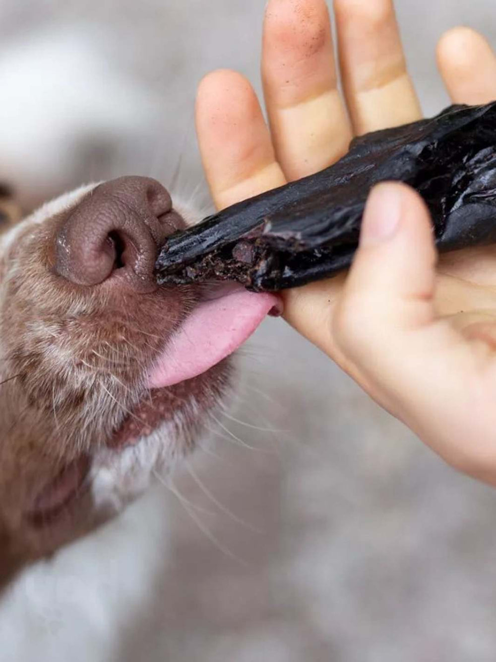 Foie d'agneau - friandise_naturelle_pour_chien - TRUFFE DÉLICE