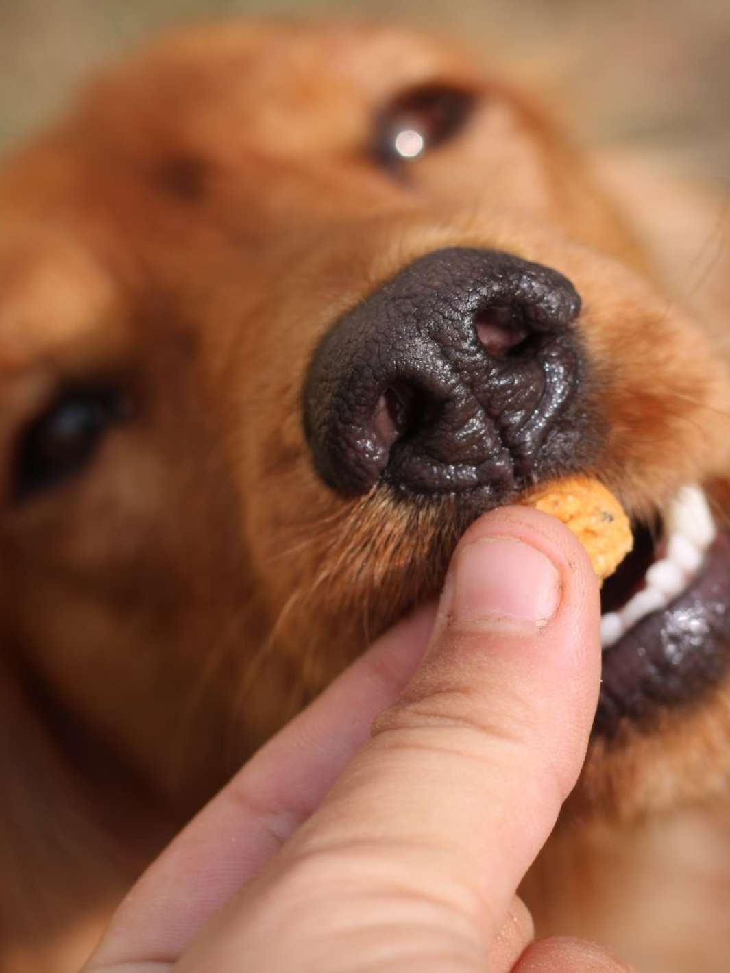 friandise hypoallergénique pour chien