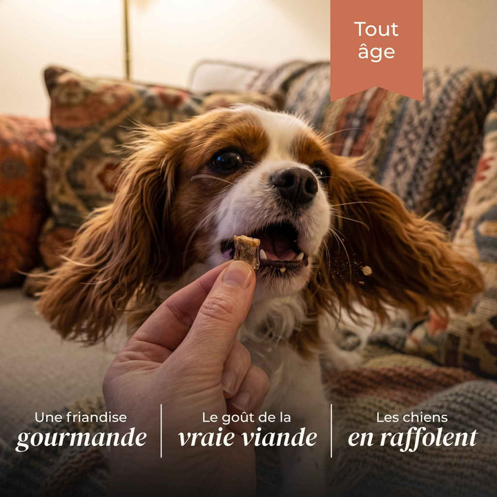 Friandises agneau - friandise_naturelle_pour_chien - TRUFFE DÉLICE