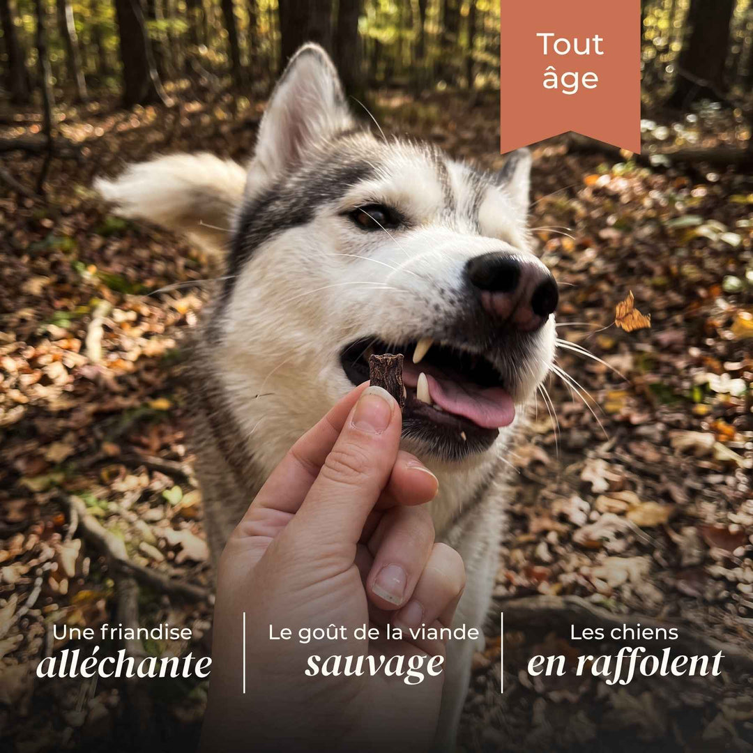 Friandises cerf - friandise_naturelle_pour_chien - TRUFFE DÉLICE