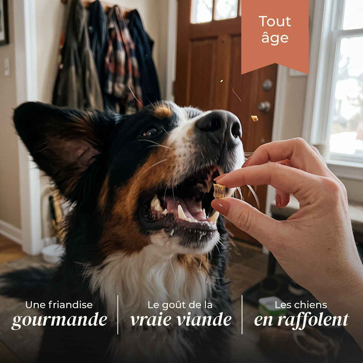 Friandises oie - friandise_naturelle_pour_chien - TRUFFE DÉLICE