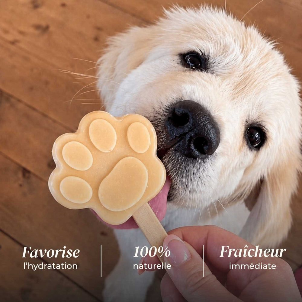 Glace banane - friandise_naturelle_pour_chien - TRUFFE DÉLICE