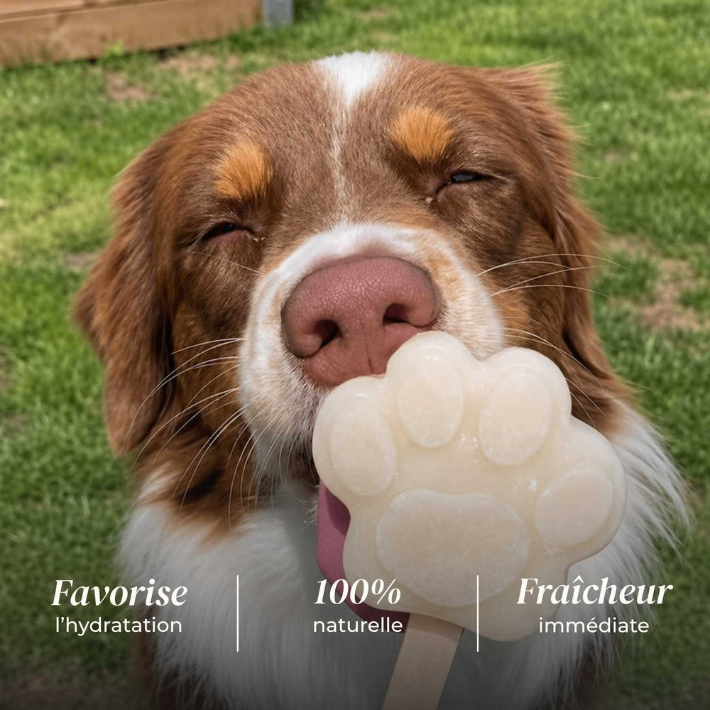 Glace pomme - friandise_naturelle_pour_chien - TRUFFE DÉLICE