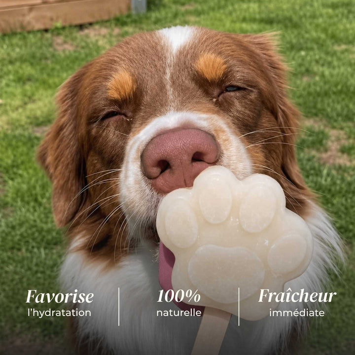 Glace pomme - friandise_naturelle_pour_chien - TRUFFE DÉLICE