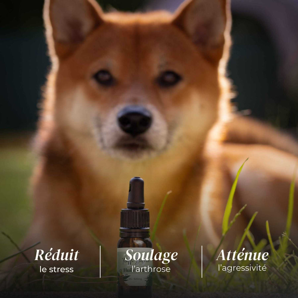 Huile CBD chien - friandise_naturelle_pour_chien - TRUFFE DÉLICE