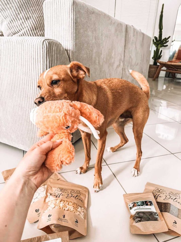 Peluche homard 🦞 - #friandise_naturelle_pour_chien# - TRUFFE DÉLICE