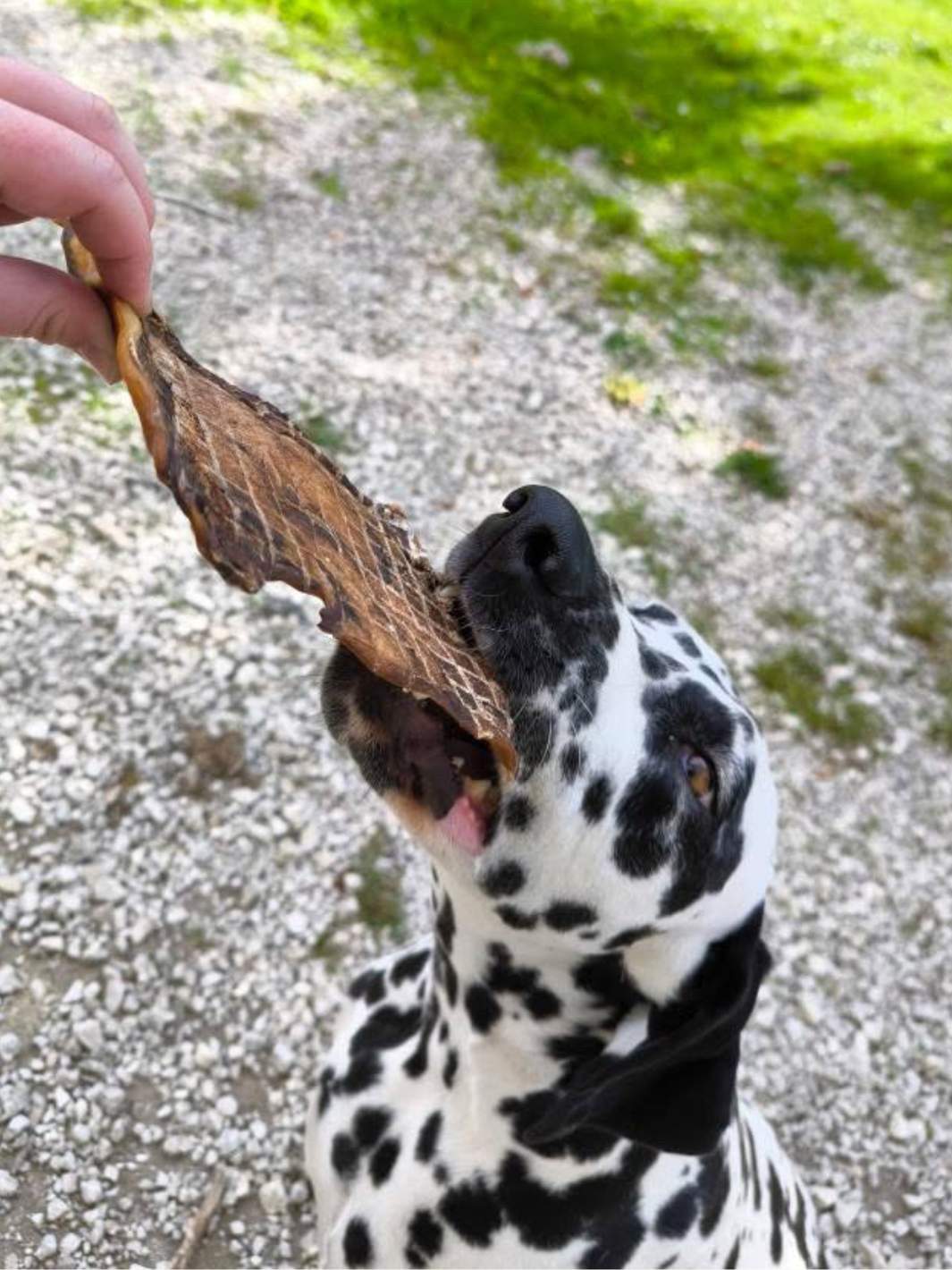 Plaque de boeuf - friandise_naturelle_pour_chien - TRUFFE DÉLICE