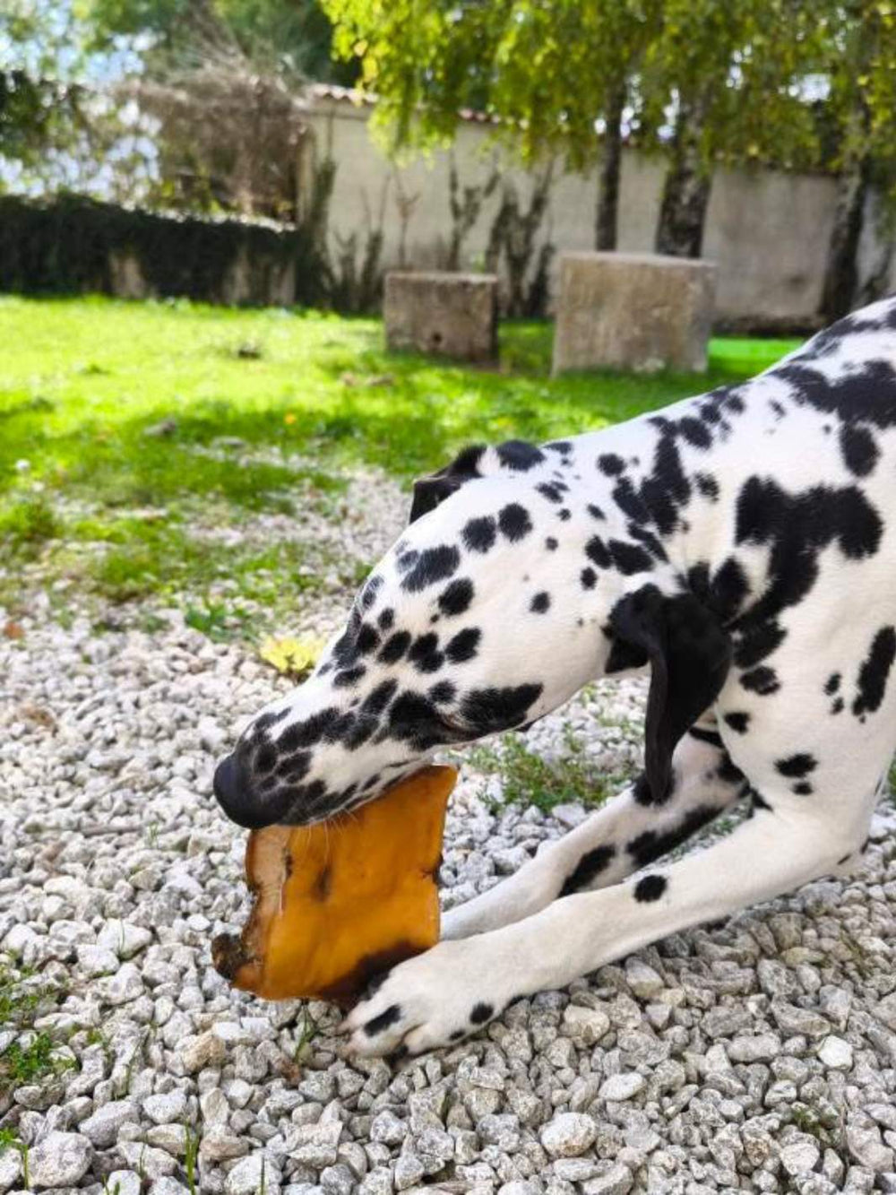 Plaque de boeuf - friandise_naturelle_pour_chien - TRUFFE DÉLICE