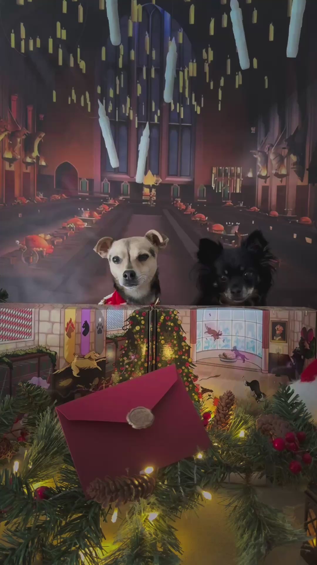 Box de Noël 🐶