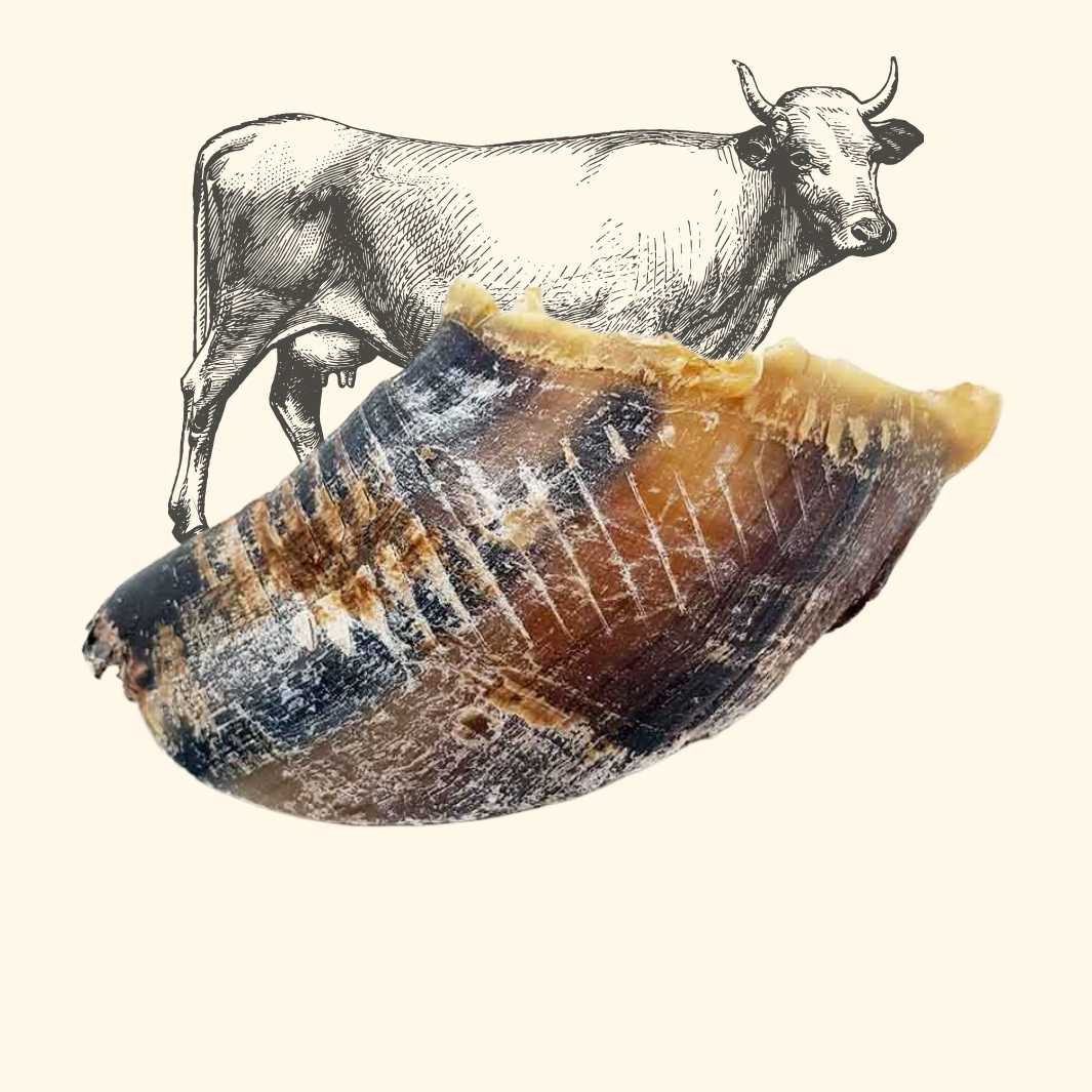 Sabot de bœuf - friandise_naturelle_pour_chien - TRUFFE DÉLICE