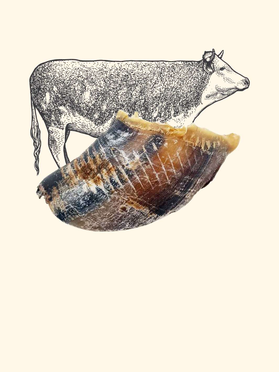 Sabot de bœuf - friandise_naturelle_pour_chien - TRUFFE DÉLICE