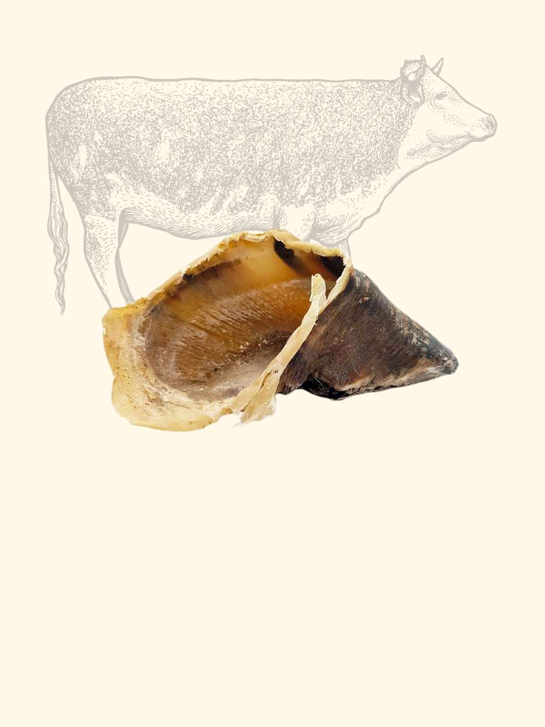 Sabot de bœuf - friandise_naturelle_pour_chien - TRUFFE DÉLICE