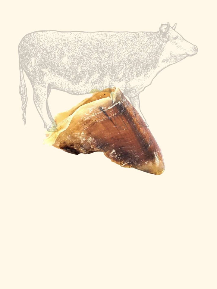 Sabot de bœuf - friandise_naturelle_pour_chien - TRUFFE DÉLICE