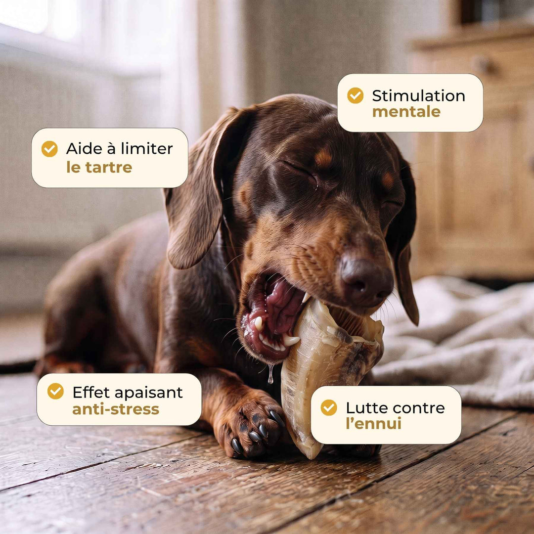 Sabot de veau chien - friandise_naturelle_pour_chien - TRUFFE DÉLICE