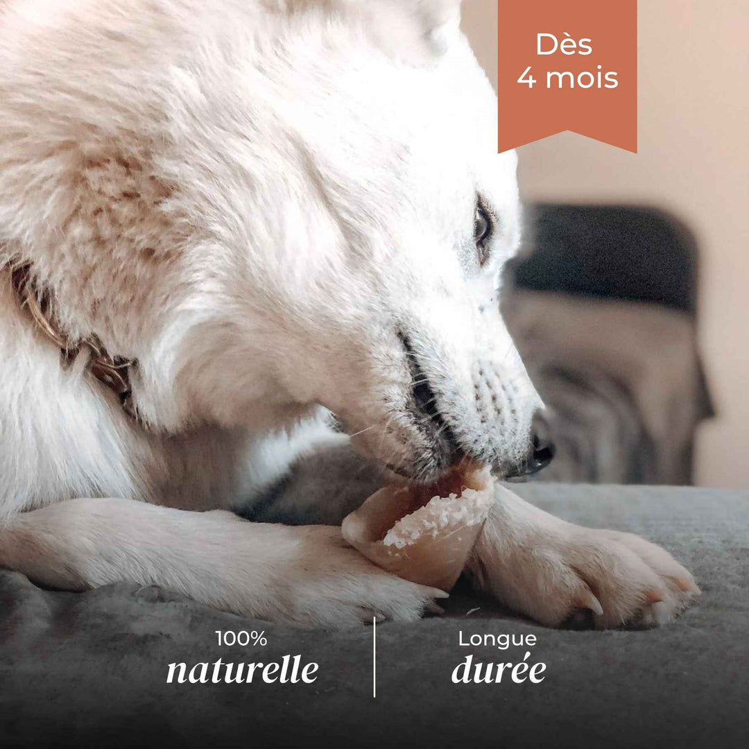 Sabot de veau chien - friandise_naturelle_pour_chien - TRUFFE DÉLICE