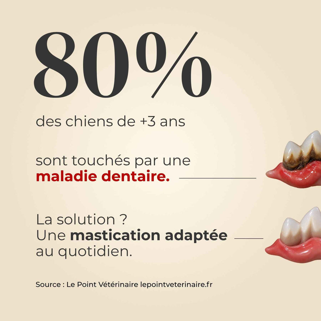 Sabot de veau chien - friandise_naturelle_pour_chien - TRUFFE DÉLICE