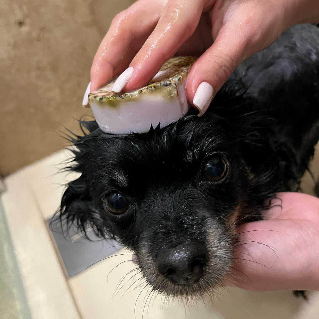 Shampoing anti puce chien - friandise_naturelle_pour_chien - TRUFFE DÉLICE