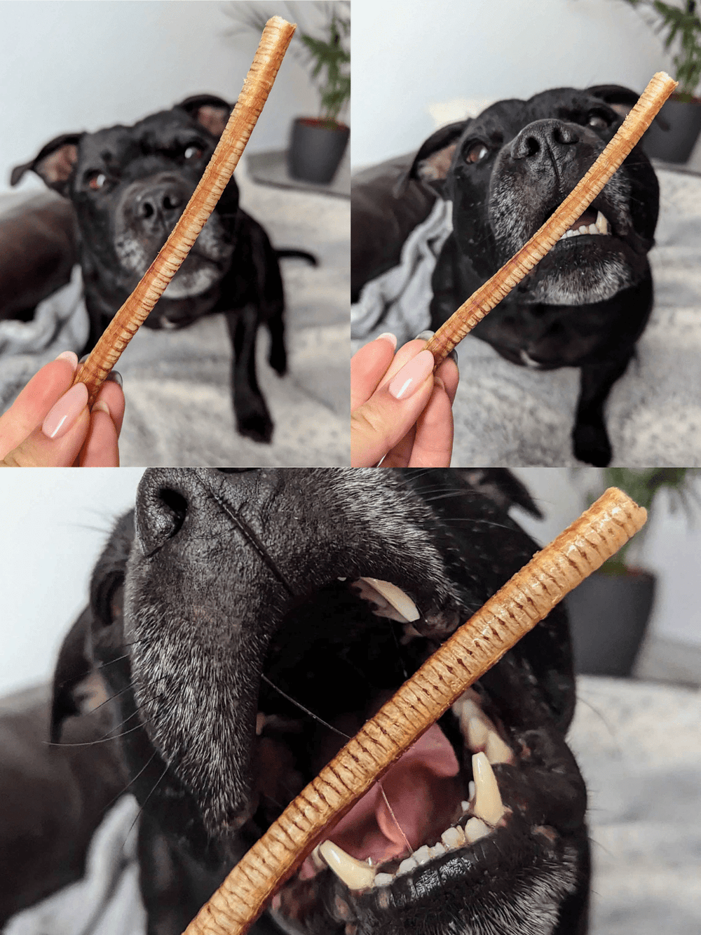 Trachées d'oie - friandise_naturelle_pour_chien - TRUFFE DÉLICE