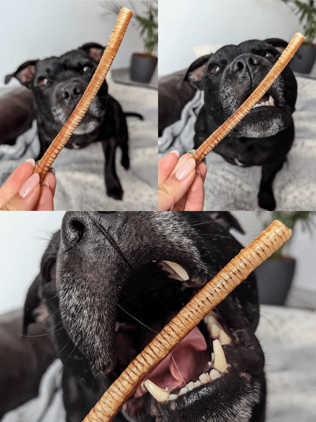 Trachées d'oie - friandise_naturelle_pour_chien - TRUFFE DÉLICE