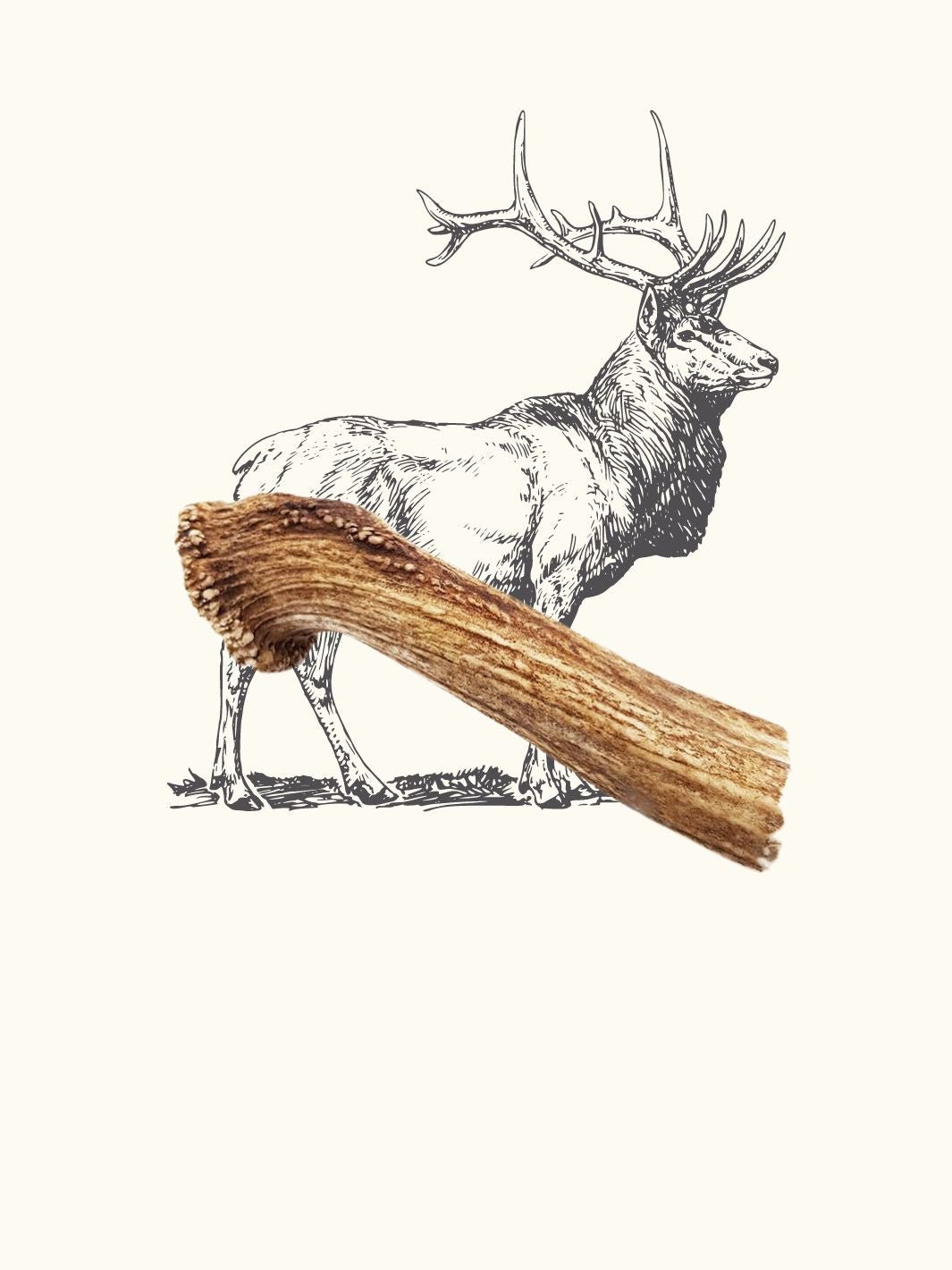 Bâton à mâcher en bois d'ébène pour chien – Truffe delice