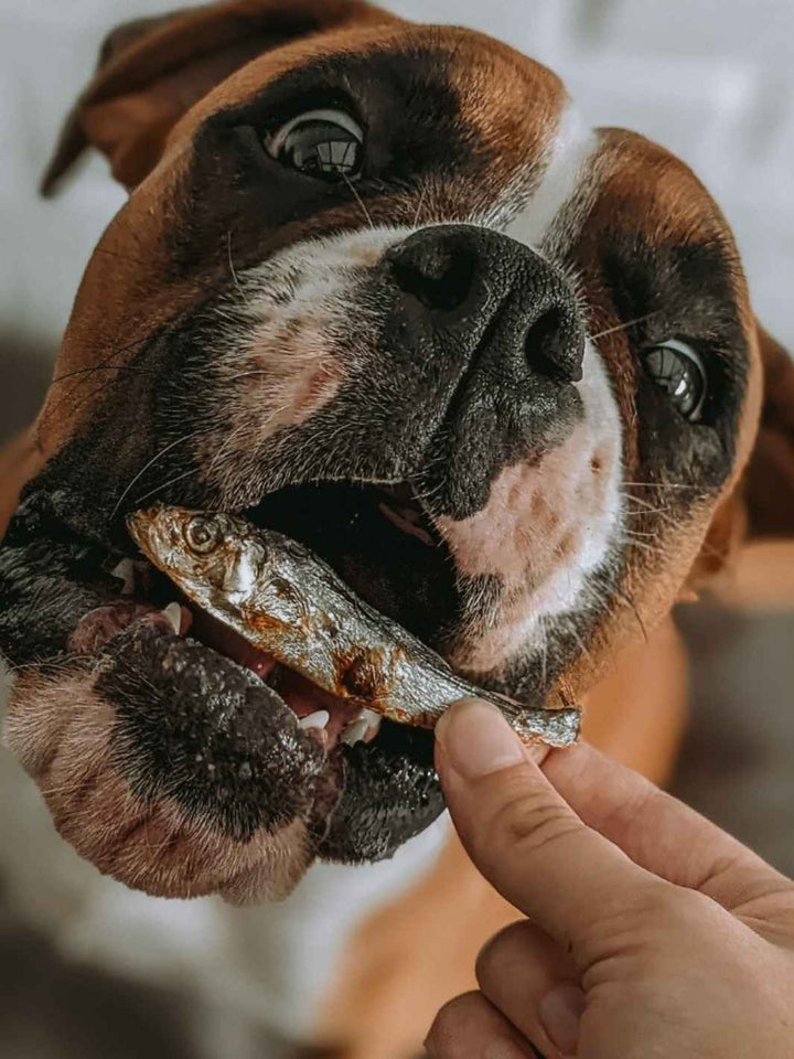 chien recevant un sprat déshydraté Truffe Délice, friandise au poisson pour l'éducation