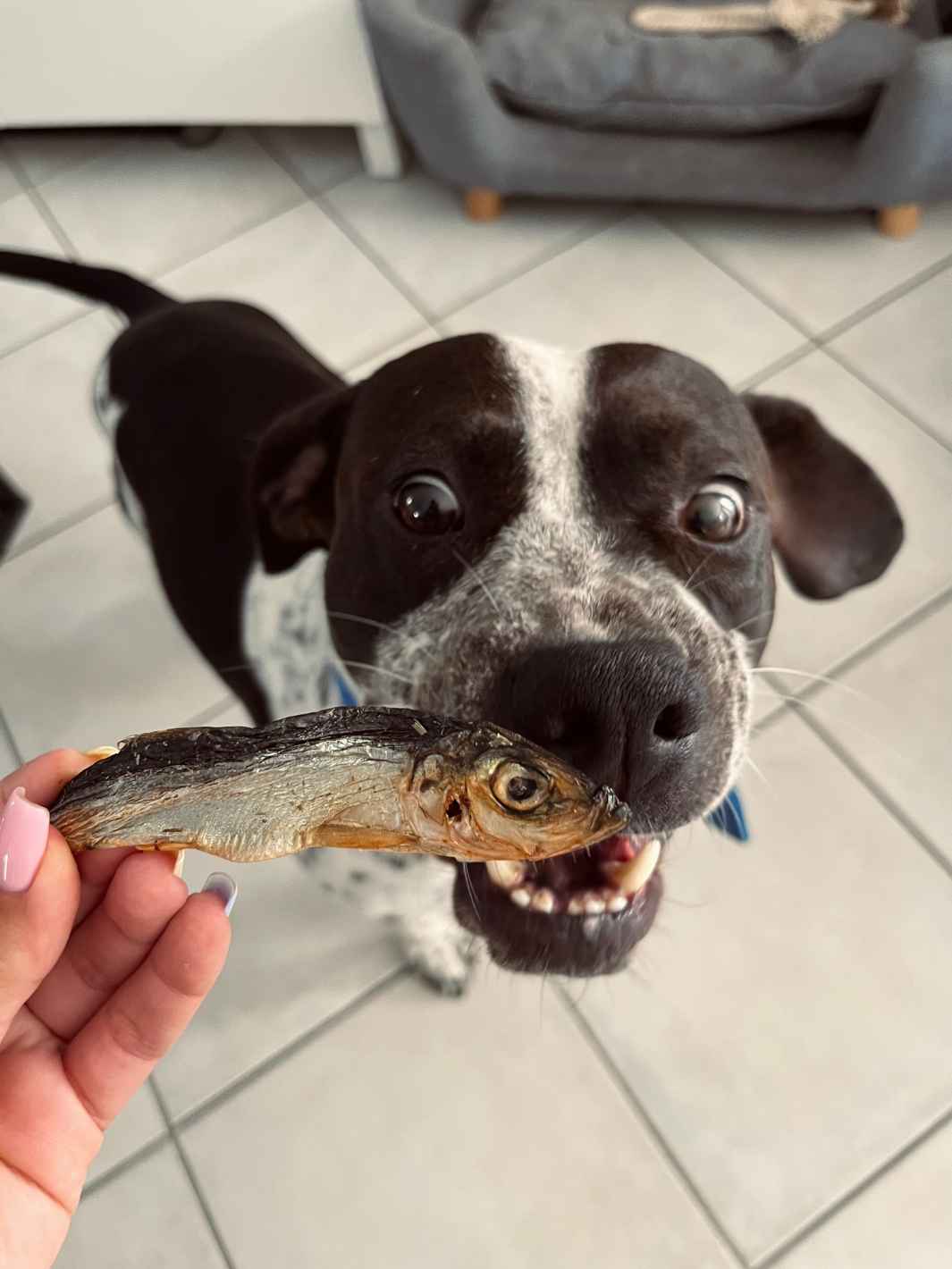 Grand chien croquant un sprat séché Truffe Délice, friandise au poisson en récompense