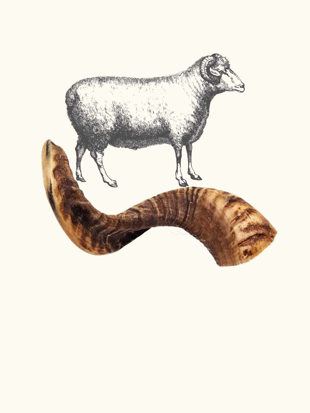 Corne de mouton - #friandise_naturelle_pour_chien# - Truffe delice