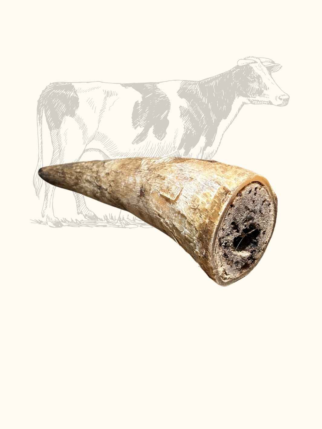 Corne de vache - #friandise_naturelle_pour_chien# - Truffe delice